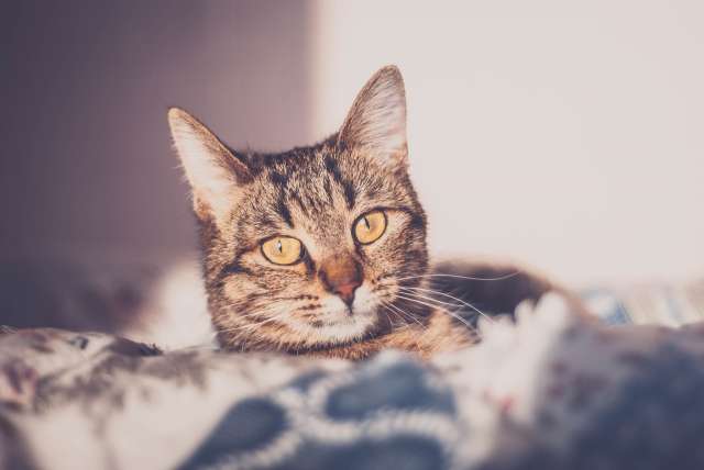 Чудесная кошечка Софа Чудесная кошечка Софа