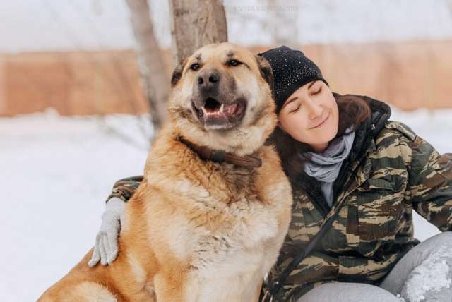 Богатырь Кохинор ищет дом Богатырь Кохинор ищет дом