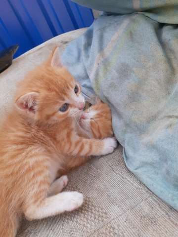 НЕ ДАЙТЕ КОТЯТАМ УМЕРЕТЬ НЕ ДАЙТЕ КОТЯТАМ УМЕРЕТЬ