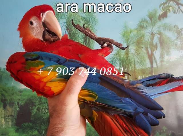 Красный ара (Ara macao) - абсолютно ручные птенцы из питомника Красный ара (Ara macao) - абсолютно ручные птенцы из питомника