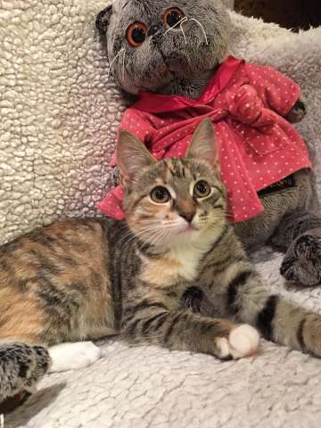 Котёнок в дар Котёнок в дар