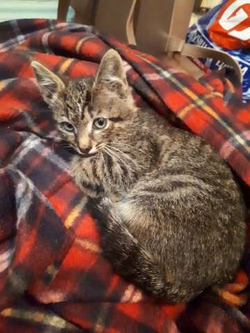 Котенок ищет добрые руки Котенок ищет добрые руки