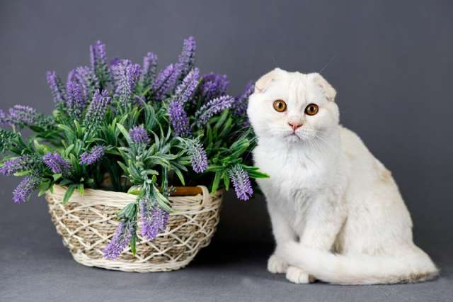 Без кота - жизнь не та! Без кота - жизнь не та!