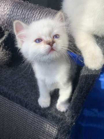 Котята Священной Бирмы Котята Священной Бирмы