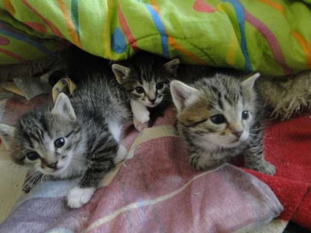 Милые полосатые котятки Милые полосатые котятки