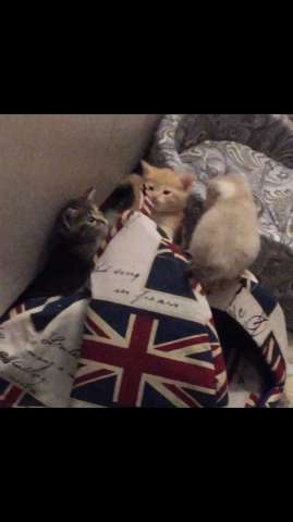 Великолепные котята ждут хозяина Великолепные котята ждут хозяина