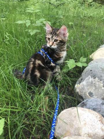 котята породы Курильский бобтейл котята породы Курильский бобтейл