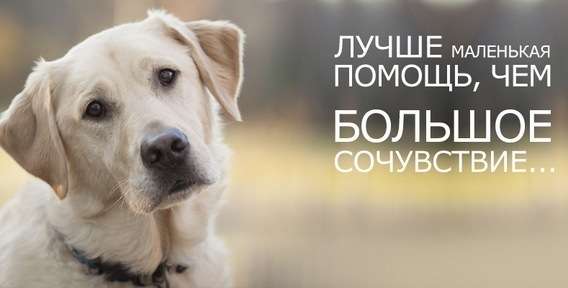 помощь приюту бездомных животных помощь приюту бездомных животных