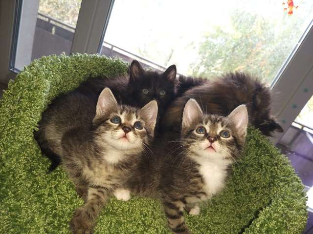Отдам маленьких котят Отдам маленьких котят