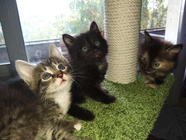 Отдам маленьких котят Отдам маленьких котят