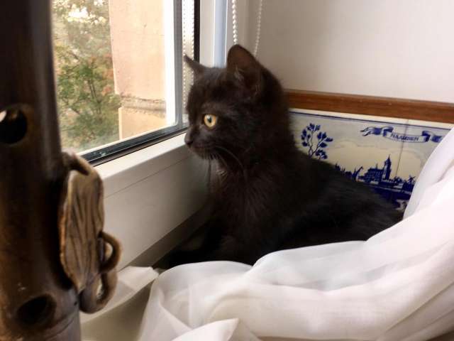 Котенок ищет дом Котенок ищет дом