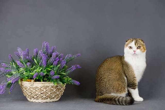 ЗаМЕЧТАтельные котята шотландской вислоухой кошки ЗаМЕЧТАтельные котята шотландской вислоухой кошки
