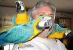 говорящие попугаи ара