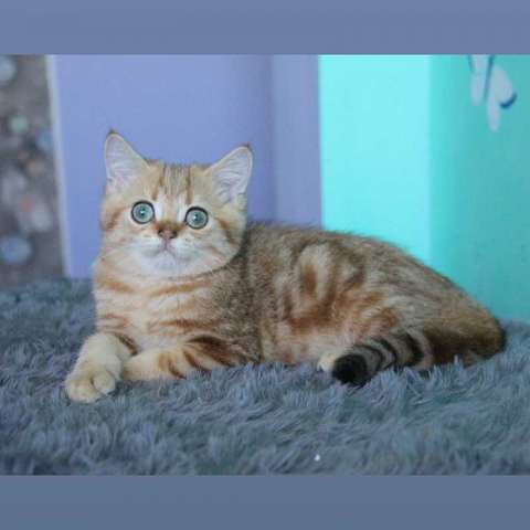 Шотландские кошки Шотландские кошки