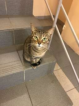Отдам кошку Отдам кошку