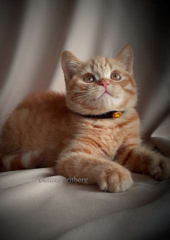 Британские котята из питомника Британские котята из питомника
