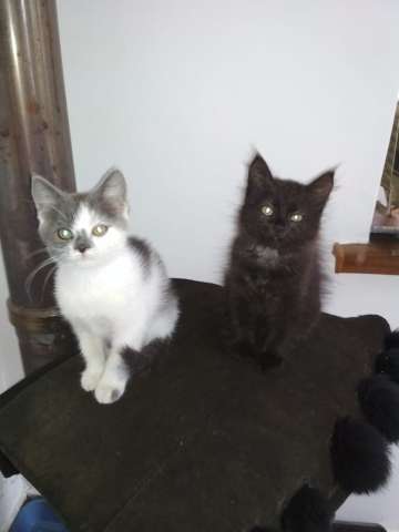 Симпатичные котята Симпатичные котята