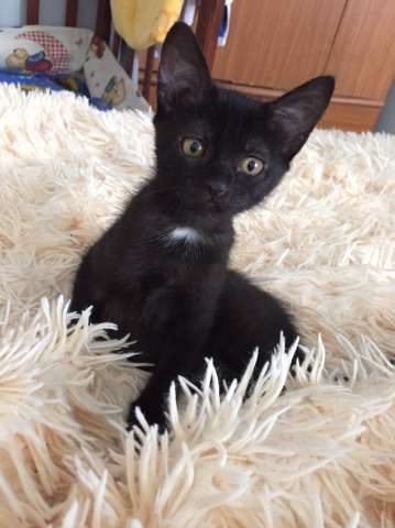 Отдам черного котенка Отдам черного котенка