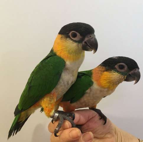 Черноголовый белобрюхий попугай, или каик ( Pionites melanocephala) птенцы выкормыши Черноголовый белобрюхий попугай, или каик ( Pionites melanocephala) птенцы выкормыши