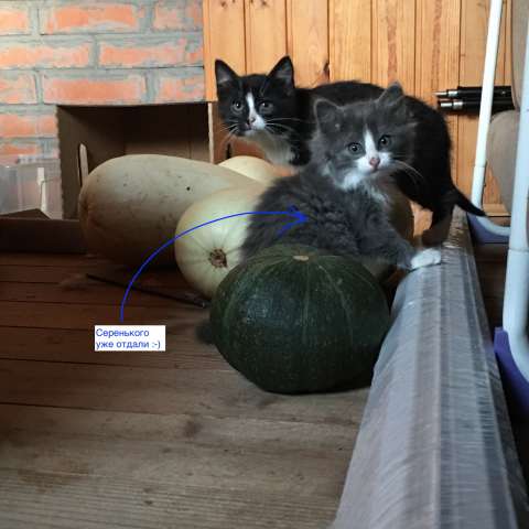 Хорошие котята в хорошие руки ) Хорошие котята в хорошие руки )
