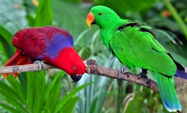 Благородный попугай (Eclectus roratus) - ручные птенцы из питомника Благородный попугай (Eclectus roratus) - ручные птенцы из питомника