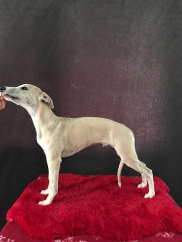 Уиппет (Whippet) шоу класса щенки Уиппет (Whippet) шоу класса щенки