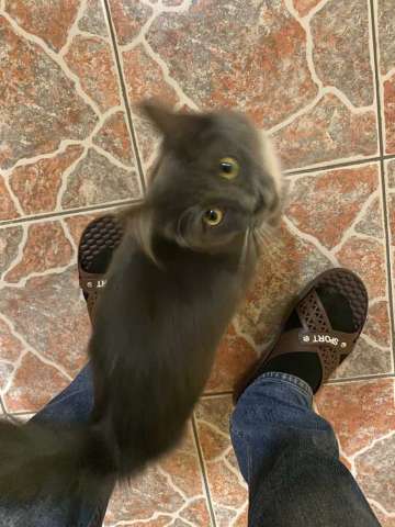 Кошечка ищет дом Кошечка ищет дом