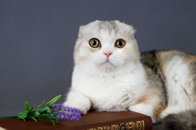 Красивейшие шотландские котята Красивейшие шотландские котята
