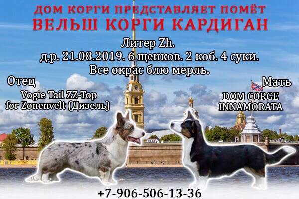 Щенки вельш корги кардиган Щенки вельш корги кардиган