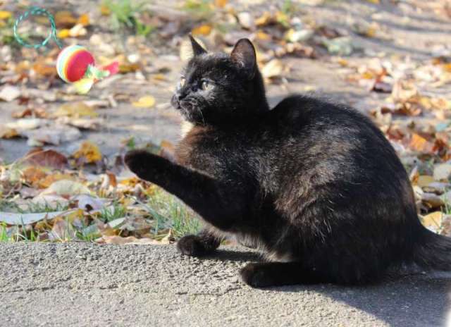 Котенок-девочка 5-6 месяцев ищет дом
