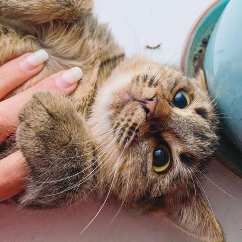 Счастье в ответственные заботливые руки Счастье в ответственные заботливые руки