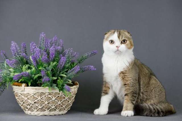 Королевские котята шотландской породы Королевские котята шотландской породы