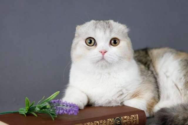 Лучшие шотландские котята из питомника Лучшие шотландские котята из питомника