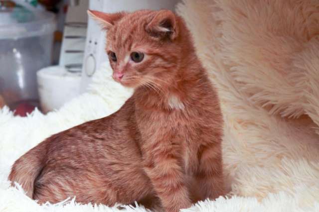 Отдам рыжего котенка Отдам рыжего котенка