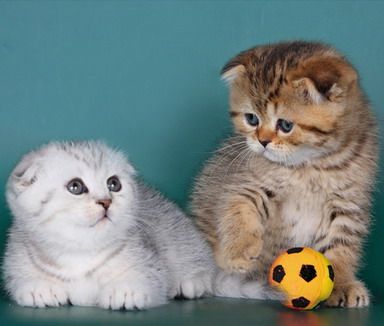 Британские и шотландские котята! Скидки к 8 марта! Британские и шотландские котята! Скидки к 8 марта!