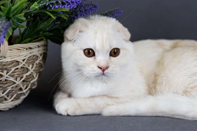 Невероятные шотландские котята из питомника Невероятные шотландские котята из питомника