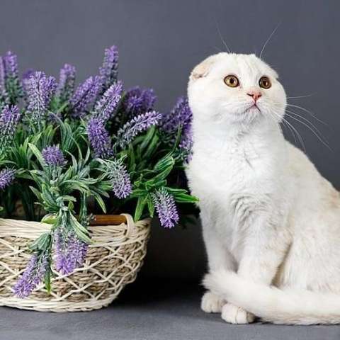 Прикольные шотландские котята Прикольные шотландские котята