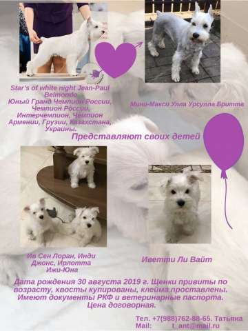 Щенки белого цвергшнауцера Щенки белого цвергшнауцера