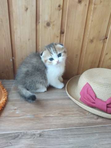 Чудесные шотландские котята из питомника Чудесные шотландские котята из питомника