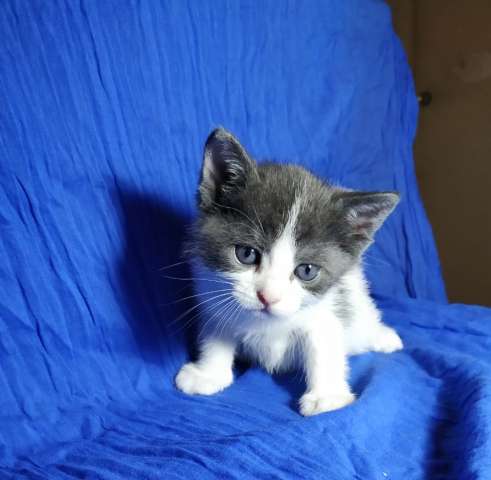 Котенок Мушка в поисках дома. Котенок Мушка в поисках дома.