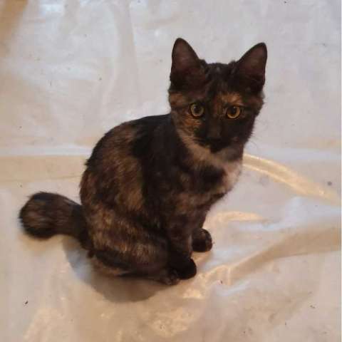 Котята бобтейла. Котята бобтейла.