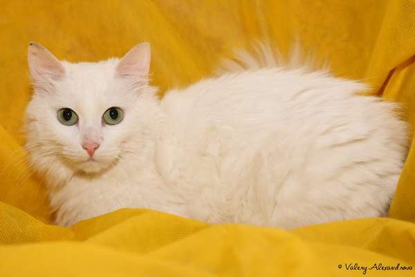 Кошка Беляна ищет дом Кошка Беляна ищет дом