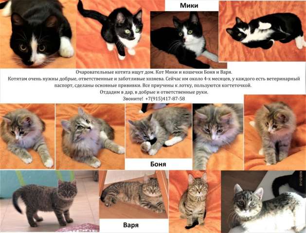 Котятам очень нужны хозяева. Котятам очень нужны хозяева.