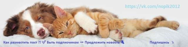 Помощь бездомным животным Помощь бездомным животным