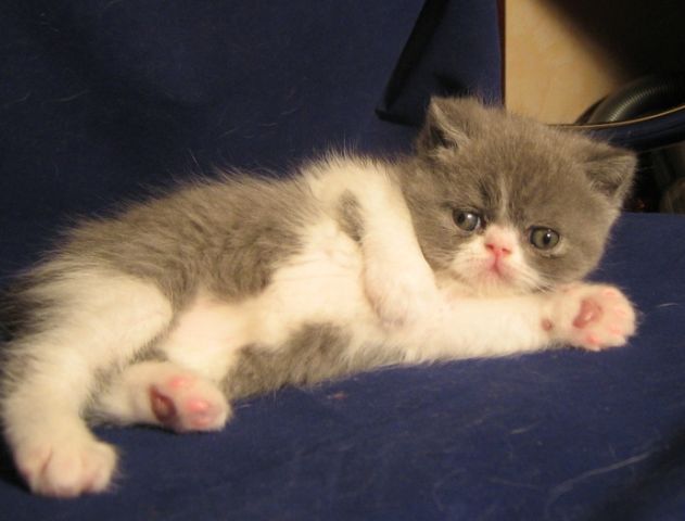 Экзотические короткошерстные Экзотические короткошерстные