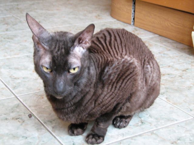 Корниш-рекс Корниш-рекс