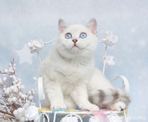 Британский котенок Djeli Британский котенок Djeli