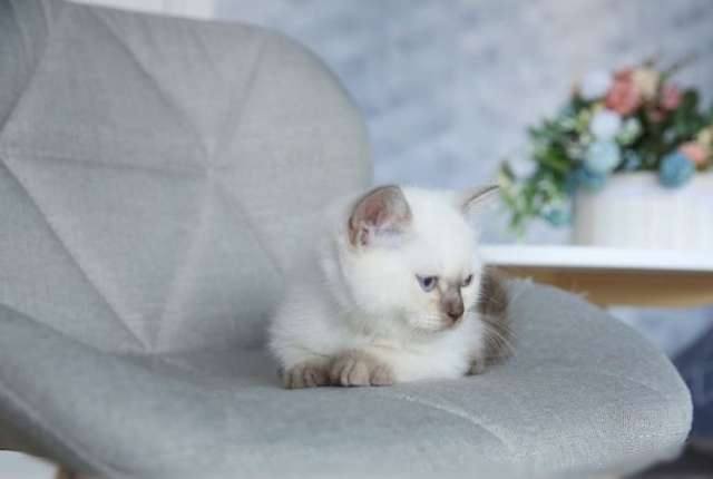 Британский котенок Macho Британский котенок Macho