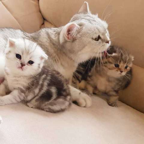 Вислоухие мраморные котята Вислоухие мраморные котята