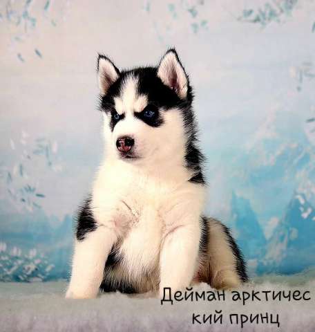 Шикарные щенки Сибирский Хаски! Шикарные щенки Сибирский Хаски!